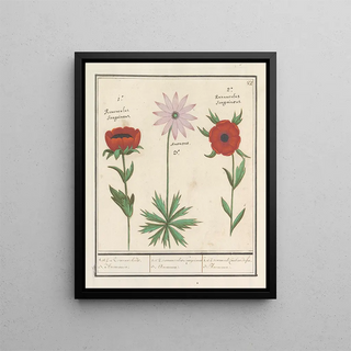 Anselmus Botius de Boodt - Anemoon Anemone 1 et 2 Roononckels 3 Anemonie.webp