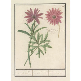 Anselmus Botius de Boodt - Anemoon Anemone verscheijde anemonien Anemones variae diverses especes danemones.webp