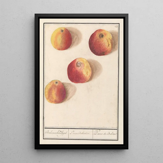 Anselmus Botius de Boodt - Appel Malus domestica Boheemschen Appel Poma Bohemica Pomme de Bohme.webp