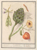 Kunstwerk Artischocke Cynara scolymus Buschbohnen Vicia faba und Lampionpflanze Physalis - Anselmus Botius de Boodt — Ansicht des Kunstwerks