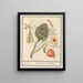 Kunstwerk Artischocke Cynara scolymus Buschbohnen Vicia faba und Lampionpflanze Physalis - Anselmus Botius de Boodt — gerahmtes Bild an der Wand