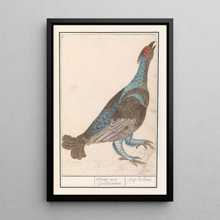 Anselmus Botius de Boodt - Auerhoen Tetrao urogallus.webp