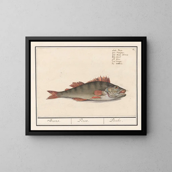Perche fluviatile - Anselmus Botius de Boodt — gerahmtes Bild an der Wand