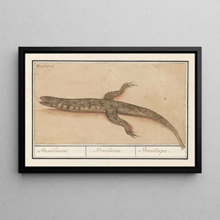 Anselmus Botius de Boodt - Basilisk Basilisk Basiliscus Basiliscus Basiliscus Basilisque.webp