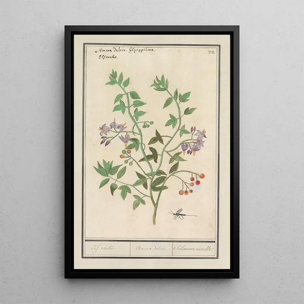Anselmus Botius de Boodt - Bitterzoet Solanum dulcamara Elf ranke Amara dulcis Solanum niorelle.webp