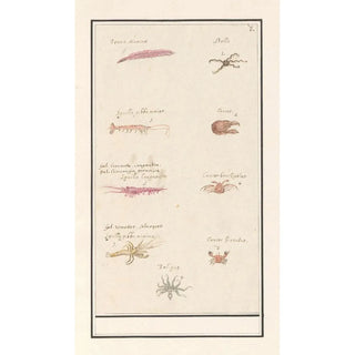 Anselmus Botius de Boodt - Blad met negen kreeftachtigen en weekdieren.webp