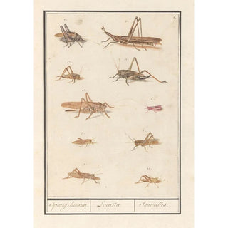 Anselmus Botius de Boodt - Blad met tien sprinkhanen Springhaenen Locustae Santerelles.webp