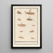 Blatt mit zehn Heuschrecken - Anselmus Botius de Boodt — gerahmtes Bild an der Wand