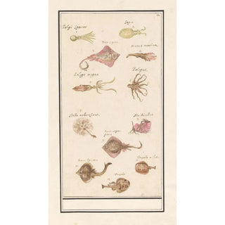 Anselmus Botius de Boodt - Blad met twaalf vissen en inktvissen.webp