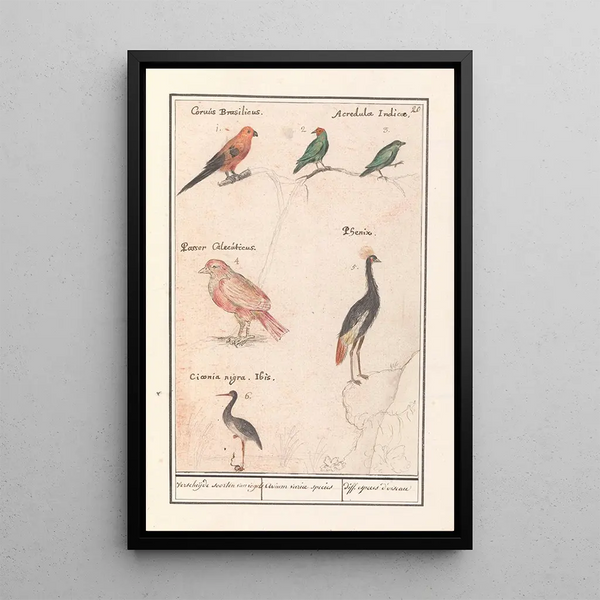 Anselmus Botius de Boodt - Blad met zes vogels Verscheijde soorten van vogels Avium variae species diff especes doiseau.webp