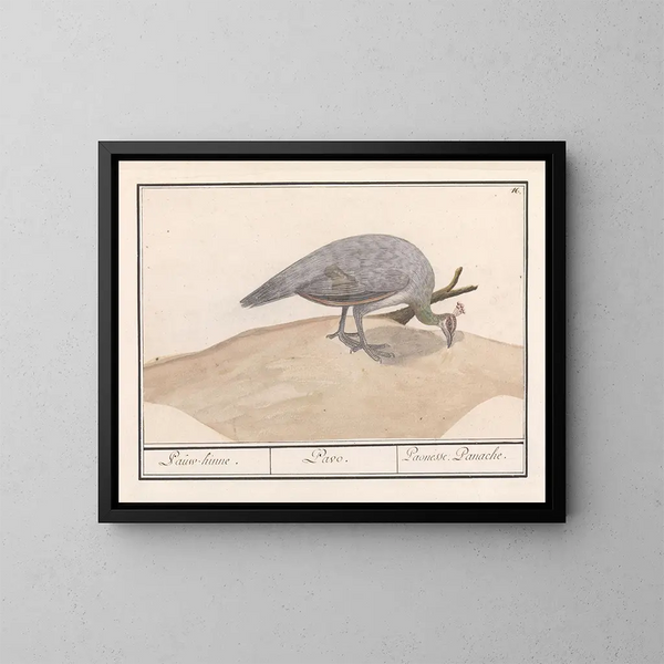 Pfau blauer Pavo cristatus - Anselmus Botius de Boodt — gerahmtes Bild an der Wand