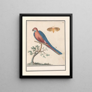 Anselmus Botius de Boodt - Blauwgele Ara Ara ararauna en een insect.webp