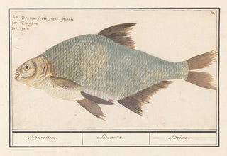 Anselmus Botius de Boodt - Brasem Abramis brama.webp