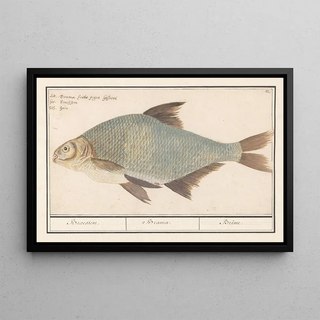 Anselmus Botius de Boodt - Brasem Abramis brama.webp