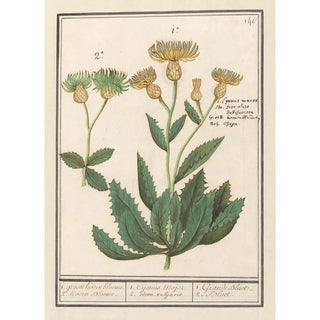 Anselmus Botius de Boodt - Centauri Centaurea 1 groote Koorn bloeme 2 Koorn Bloeme.webp