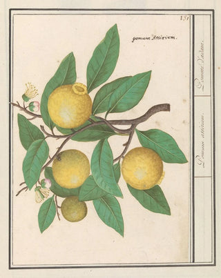 Anselmus Botius de Boodt - Citroen Citrus limon.webp