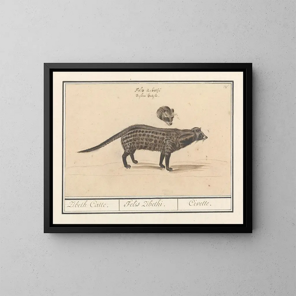 Civette - Anselmus Botius de Boodt — gerahmtes Bild an der Wand