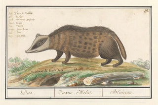 Anselmus Botius de Boodt - Das Meles meles Das Taxus Melus Blaireau.webp