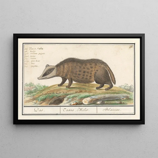 Anselmus Botius de Boodt - Das Meles meles Das Taxus Melus Blaireau.webp