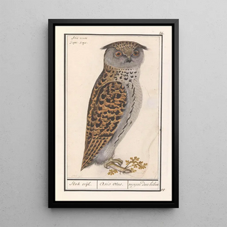 Anselmus Botius de Boodt - Dwergooruil Otus scops Stok uijl Asio otus moyen duc hibou.webp