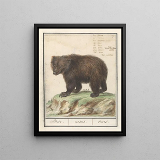 Anselmus Botius de Boodt - Europese bruine beer Ursus arctos arctos Beir ursus Ours.webp