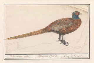 Anselmus Botius de Boodt - Fazant Phasianus colchicus.webp