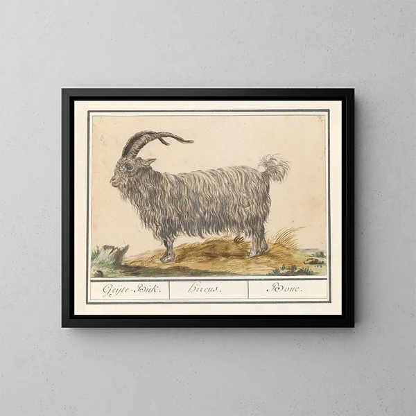 Ziegenbock - Anselmus Botius de Boodt — gerahmtes Bild an der Wand
