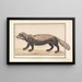 Zorille rayée oder zorille Ictonyx striatus - Anselmus Botius de Boodt — gerahmtes Bild an der Wand
