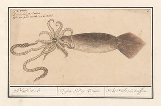 Anselmus Botius de Boodt - Gewone pijlinktvis Loligo vulgaris Blackvisch Sepia Loligo Teuton Sche seiche ou bouffrou.webp