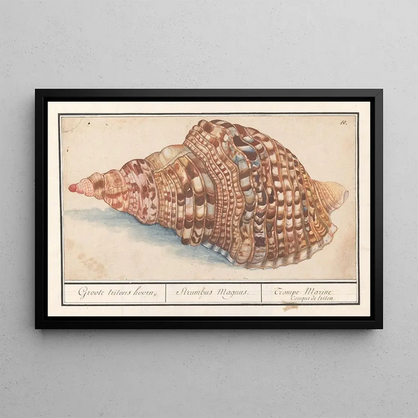 Anselmus Botius de Boodt - Gewone tritonshoren Charonia tritonis Groote tritons hoorn Strumbus Magnus Trompe Marine Conque de triton.webp