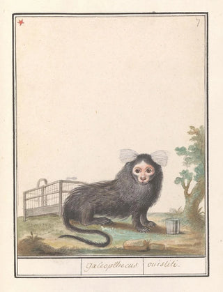 Anselmus Botius de Boodt - Gewoon penseelaapje of witpluimoeistitie Callithrix jacchus Galeopithecus ouistiti.webp