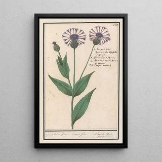 Anselmus Botius de Boodt - Grote centaurie Centaurea scabiosa.webp