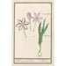 Herbstzeitlose Colchicum autumnale 1 Safran 2 Hermodactyles Herbstzeitlose - Anselmus Botius de Boodt