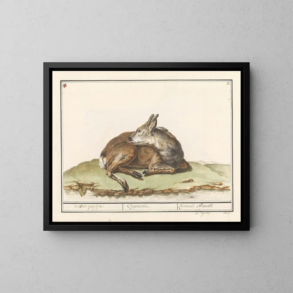 Reh weiblich - Anselmus Botius de Boodt — gerahmtes Bild an der Wand
