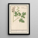 Reproduktion des Gemäldes Corydale creuse Corydalis cava corydale creuse racine creuse - Anselmus Botius de Boodt