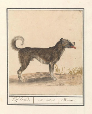 Anselmus Botius de Boodt - Hond Canis lupus familiaris HofHond Molossus Mtin.webp