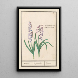 Anselmus Botius de Boodt - Hyacint Hyacinthus orientalis Hijacint Hijacinthus Hijacinte.webp