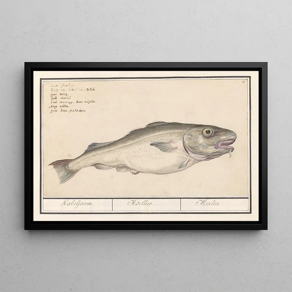 Anselmus Botius de Boodt - Kabeljauw Gadus morhua Kabeljaeuw Asellus Merlue.webp