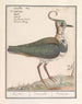 Kievit Vanellus vanellus - Anselmus Botius de Boodt — Ansicht des Kunstwerks
