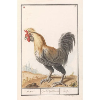 Anselmus Botius de Boodt - Kip Gallus gallus domesticus.webp