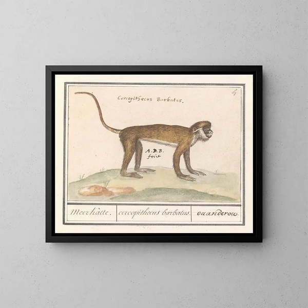 Kleines Gemälde eines Surikats - Anselmus Botius de Boodt — gerahmtes Bild an der Wand
