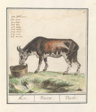 Anselmus Botius de Boodt - Koe Bos taurus Koe Vacca Vache.webp