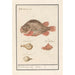 Fische-Globuli Tetraodontidae - Anselmus Botius de Boodt — Ansicht des Kunstwerks