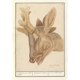 Anselmus Botius de Boodt - Kop van een hert Cervidae hoofd van een wildgeijtje Caprioli Caput tete de Chevraeuil.webp