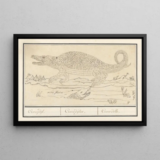 Anselmus Botius de Boodt - Krokodil Crocodylidae Crocodijl Crocodijlus Crocodille.webp