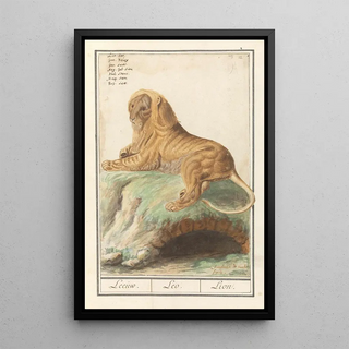 Anselmus Botius de Boodt - Leeuw Panthera leo Leeuw Leo Lion.webp