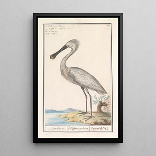 Anselmus Botius de Boodt - Lepelaar Platalea leucorodia.webp