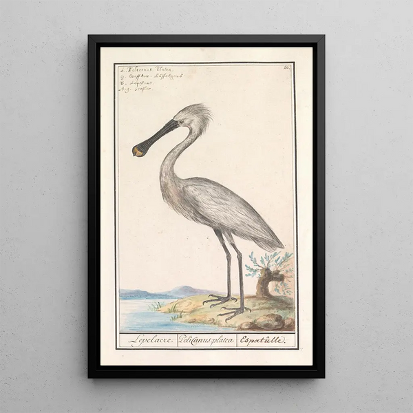 Anselmus Botius de Boodt - Lepelaar Platalea leucorodia.webp