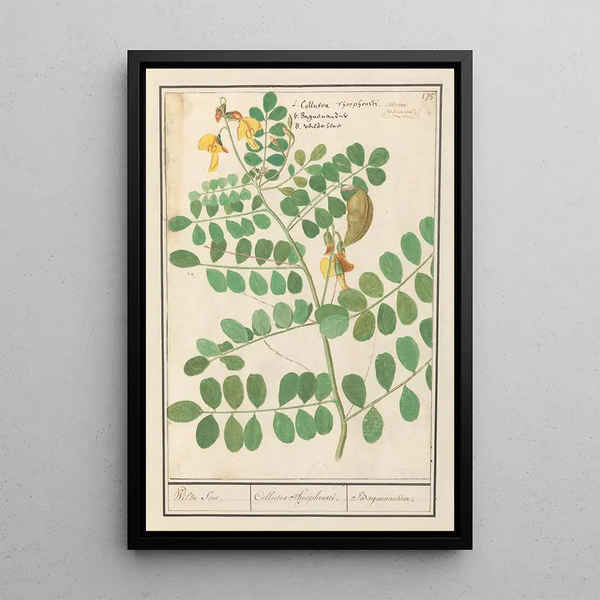Anselmus Botius de Boodt - Linze Lens culinaris Wilde Sene Collutea Theophrasti Baguenandier.webp