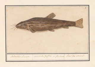 Anselmus Botius de Boodt - Meerval Siluridae Schelde Leeuw mustela fosfilis seu fluviatalis Lion de riviere.webp